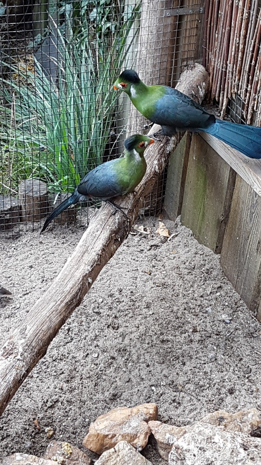 Witwang toerako's, Meerdere dieren, Geringd