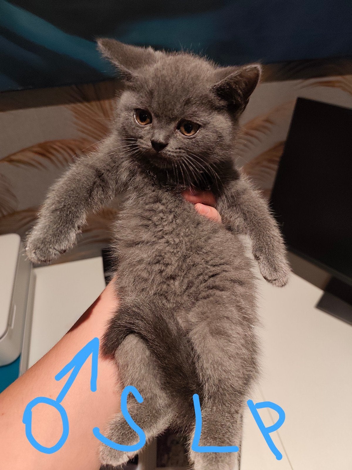 Britse Korthaar kittens, Dieren en Toebehoren, Katten en Kittens | Raskatten | Langhaar, Met stamboom, Ontwormd, Ingeënt