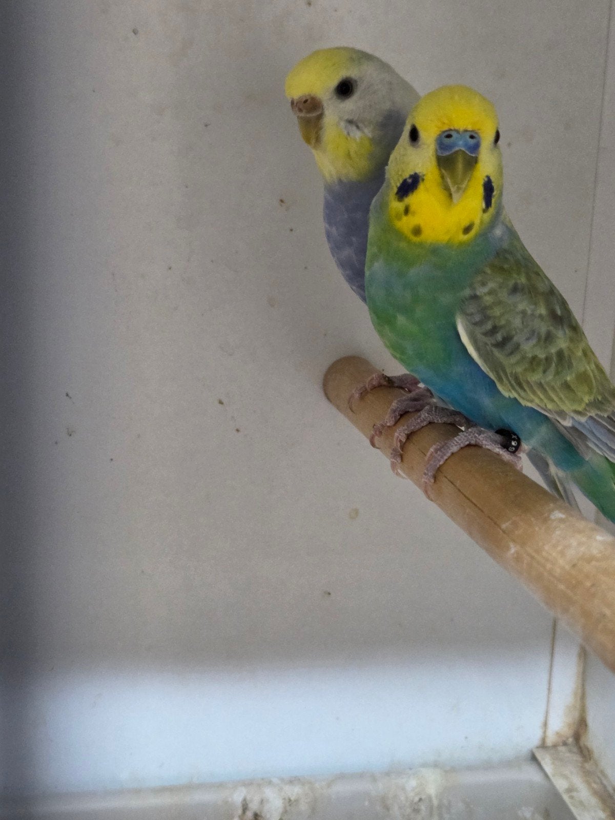 koppel regen boog parkieten, Dieren en Toebehoren, Vogels | Parkieten en Papegaaien, Meerdere dieren, Parkiet