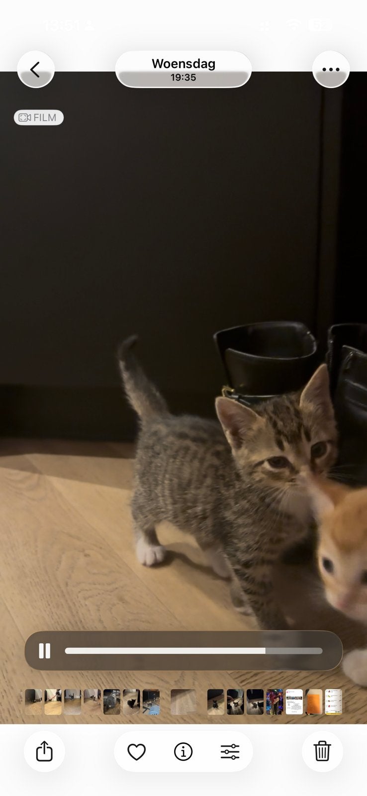 Boerderij kittens te koop, Dieren en Toebehoren