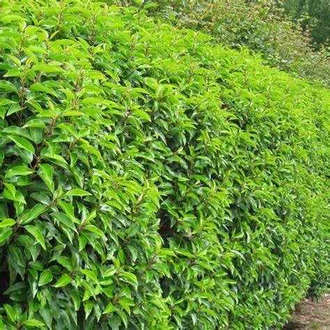 Prunus lusitanica 'Angustifolia' Portugese laurier, 30-50 cm, Overige soorten, Vaste plant, Ophalen of Verzenden, Halfschaduw