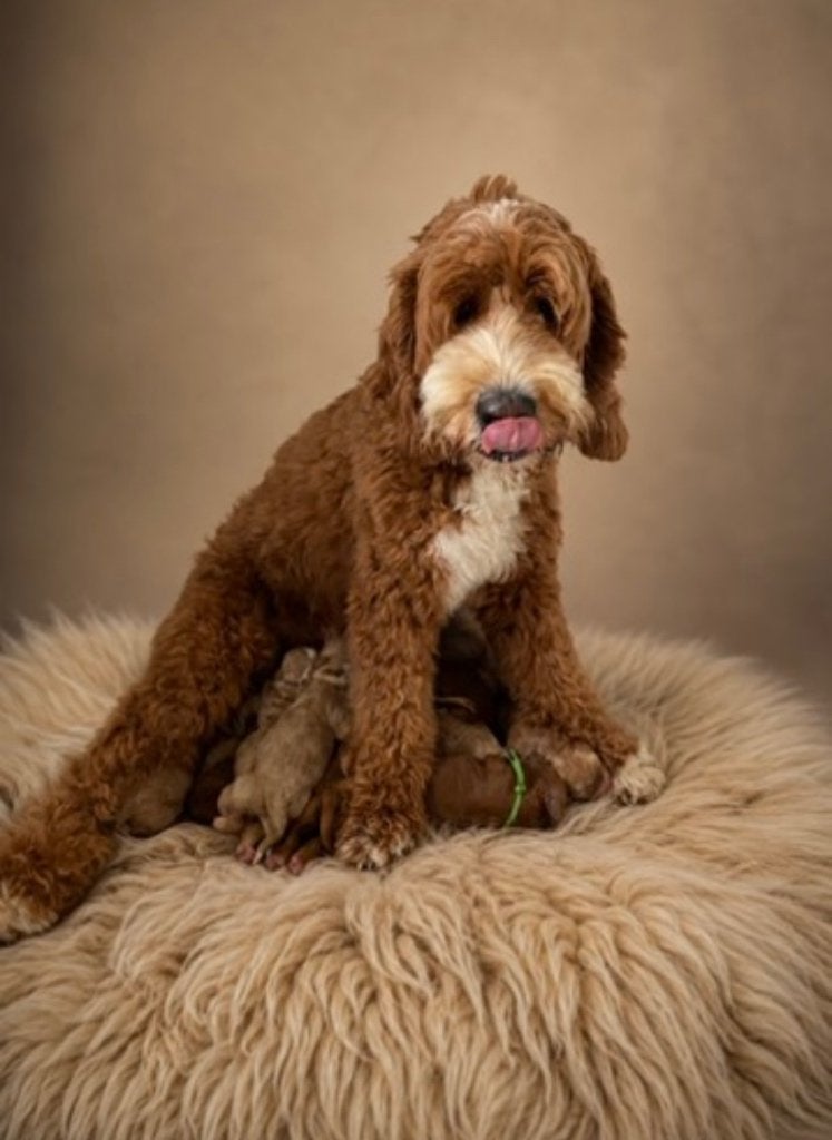 Australian labradoodle pup, België, Fokker | Hobbymatig, Overige rassen, 8 tot 15 weken