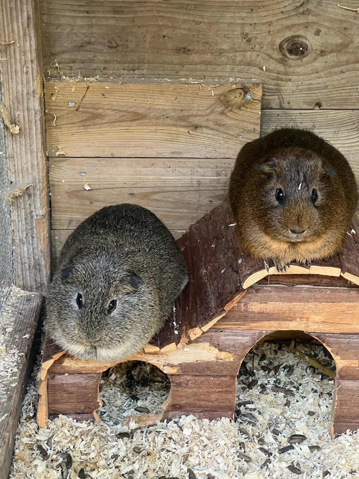 Beertjes, Dieren en Toebehoren, Knaagdieren, Mannelijk, Cavia, Januari, Tam