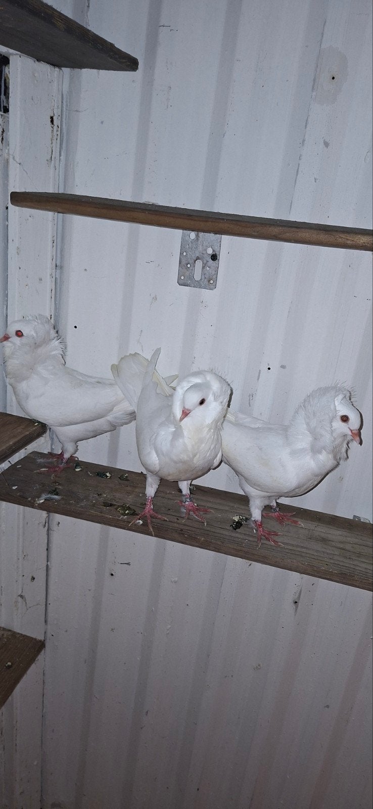 te koop  sierduiven Oudhollands kapucijnen duiven, Meerdere dieren, Overige soorten