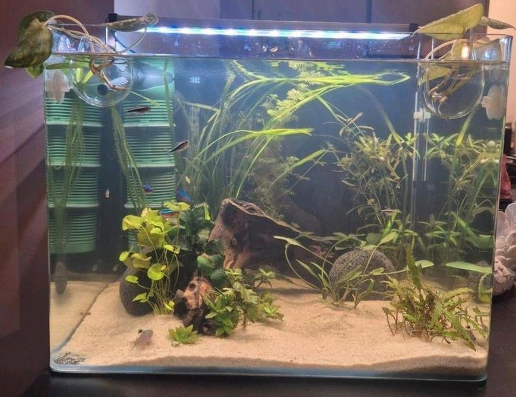 55l aquarium dennerle + inhoud, Ophalen, Gevuld zoetwateraquarium
