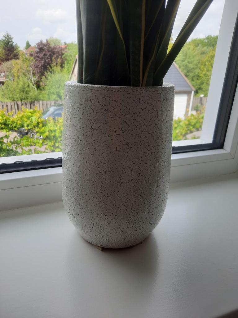 Mooie bloempotten met grote sanseverias, Tuin en Terras, Bloempotten, Gebruikt, Aardewerk, Binnen, 40 tot 70 cm, 25 tot 40 cm
