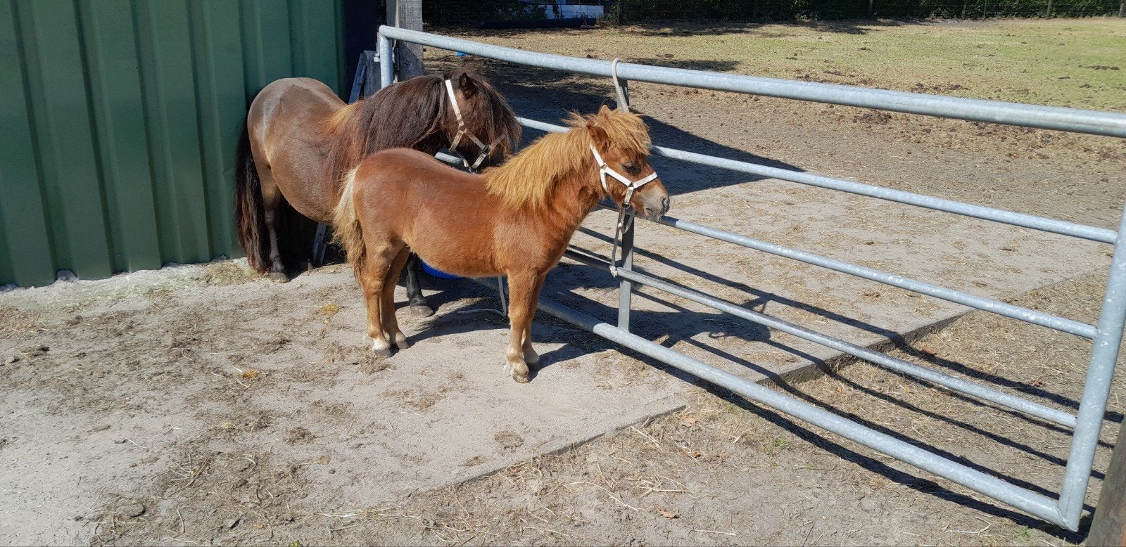 Stamboek mini shetlander hengstveulens, Dieren en Toebehoren, Pony's, Merrie, A pony (tot 1.17m), Met stamboom, 0 tot 2 jaar