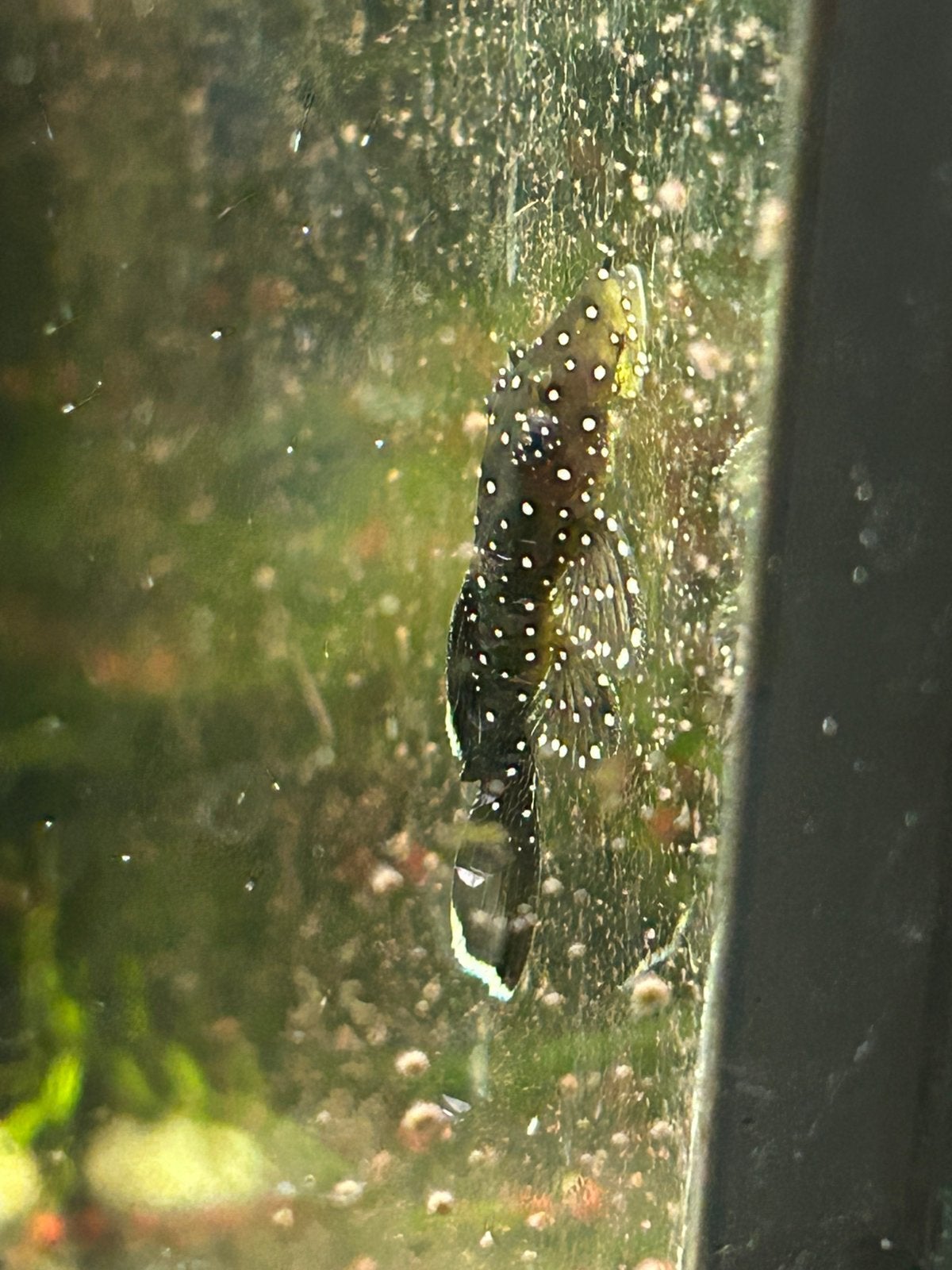 L181 peppermint pleco, Vis