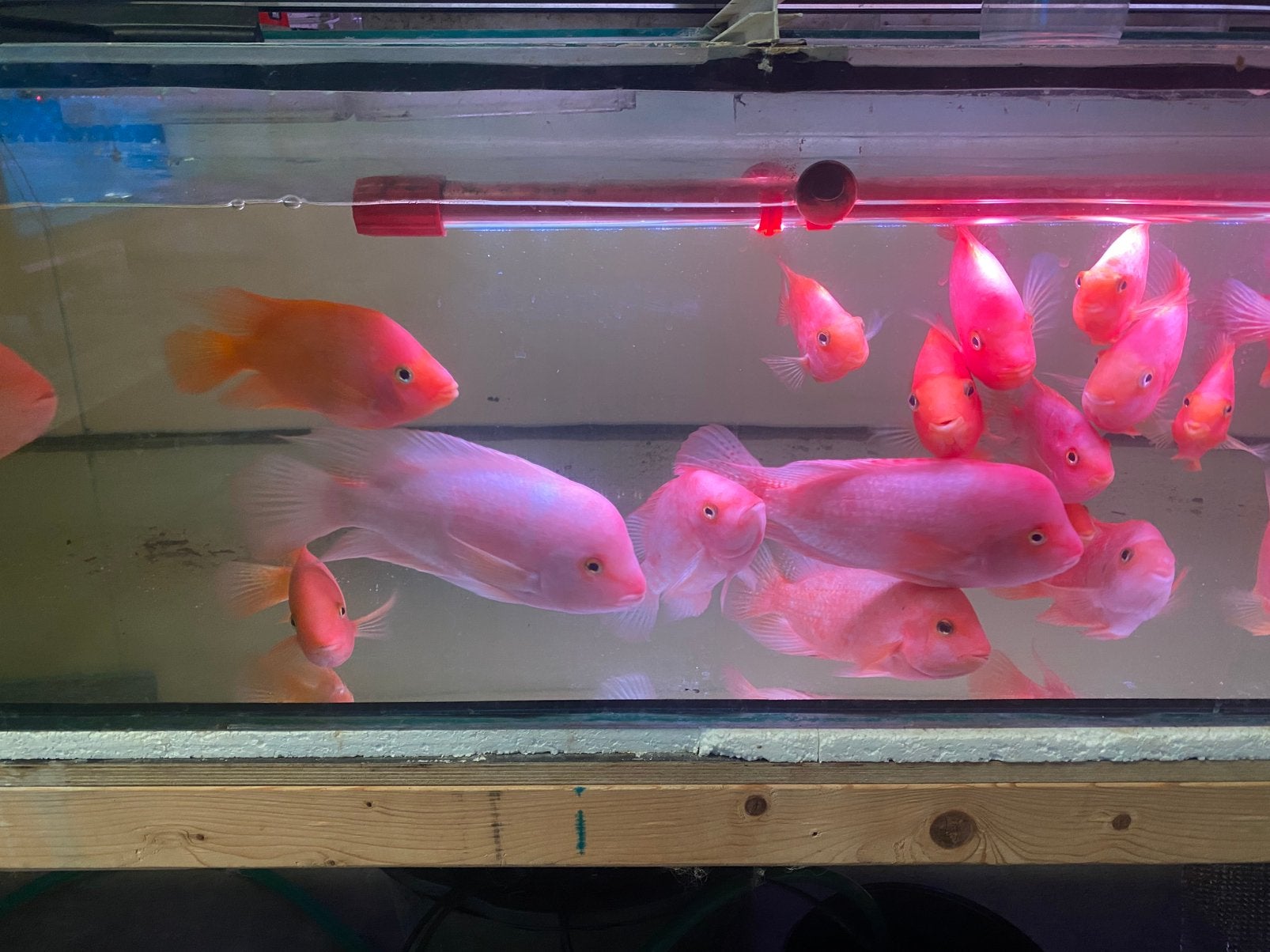 Roof vissen, Dieren en Toebehoren, Vissen | Aquariumvissen, Vis
