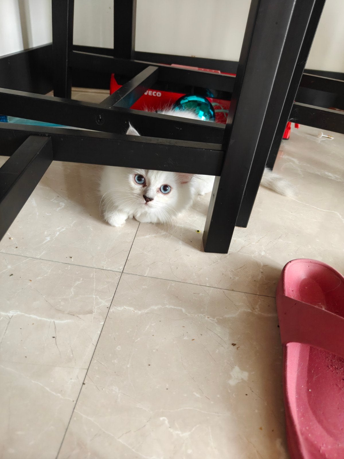 Brits langhaar kittens (zie omschrijving), Meerdere dieren, Ontwormd