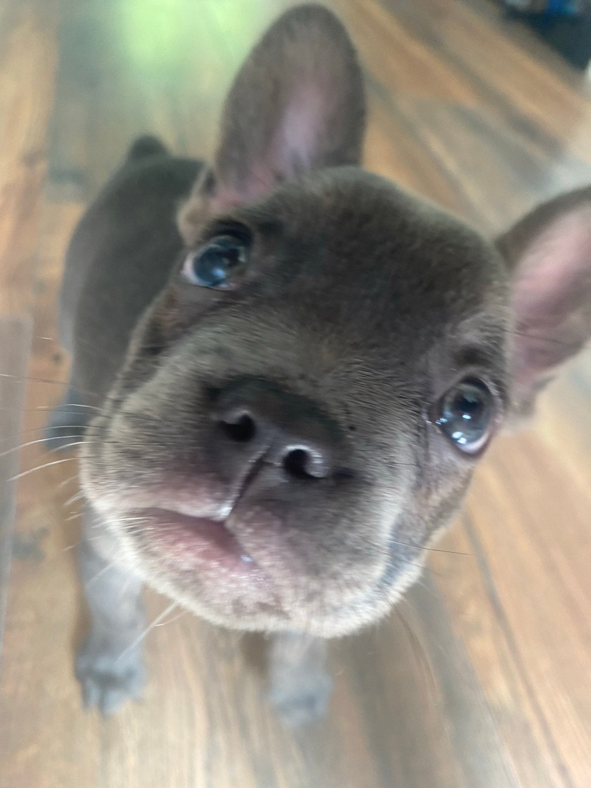 Frans buldogg teefje, 8 tot 15 weken, Teef, Bulldog, Meerdere