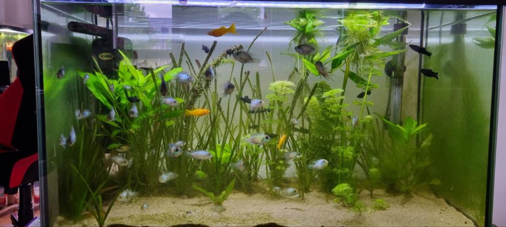 Elektrische blauwe acara, Dieren en Toebehoren, Ophalen of Verzenden, Overige typen