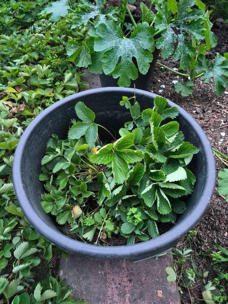 Aardbei plantjes, Ophalen, Volle zon, Vaste plant, Zomer