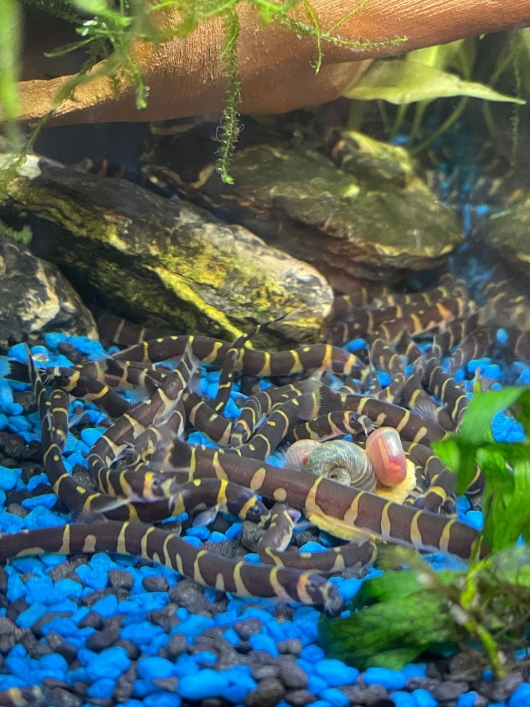 Kuhlii loach Sumatra - Indische modderkruiper, Vis, Zoetwatervis