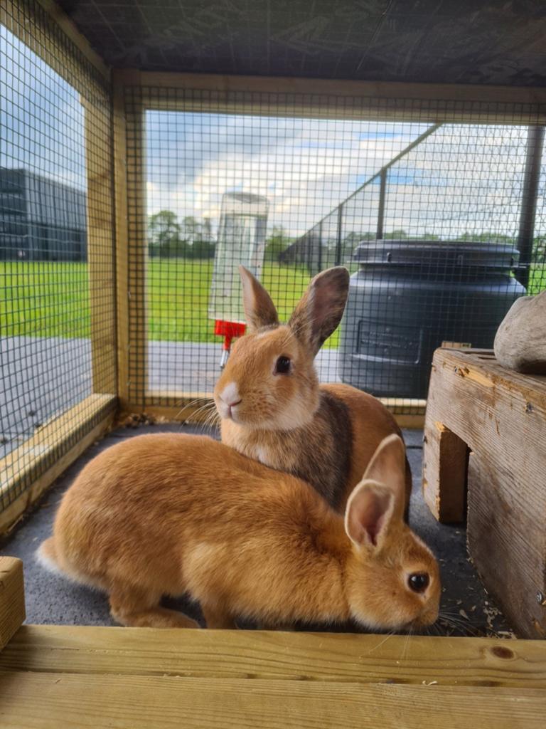 Nog 2 jonge voedsters van 4 maanden oud, Vrouwelijk, Dwerg