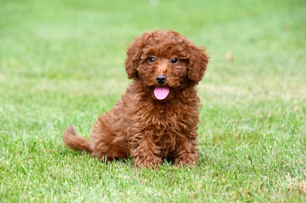 Dwergpoedel pups te koop, Poedel, 15 weken tot 1 jaar, Buitenland, Parvo