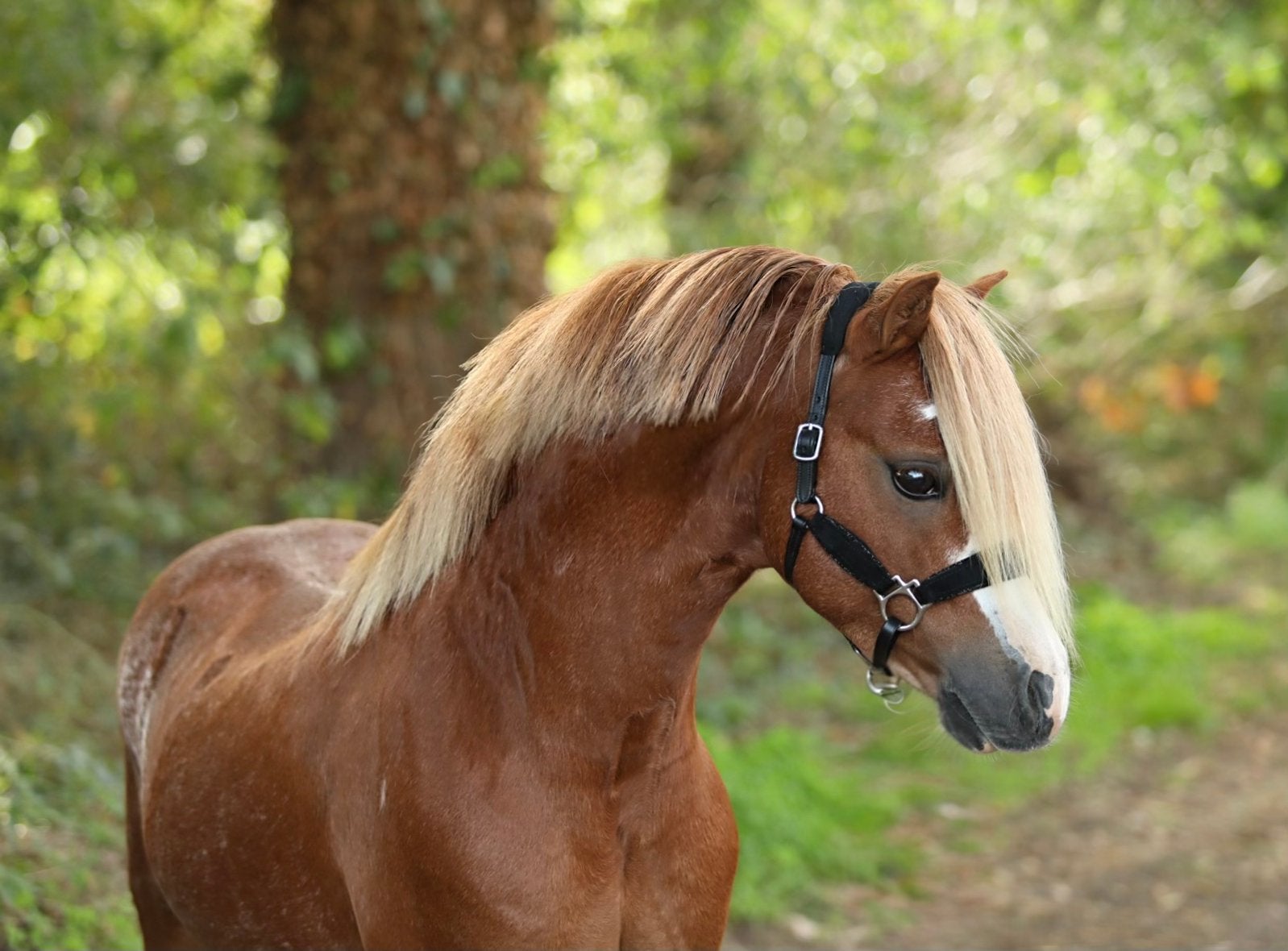 Verschillende welsh pony’s te koop, Dieren en Toebehoren, Merrie, Met stamboom, 3 tot 6 jaar, B pony (1.17m tot 1.27m)