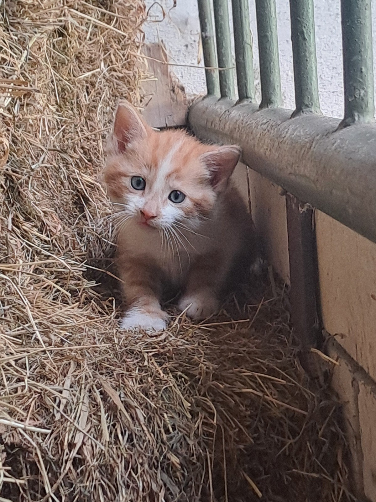 Kittens, Dieren en Toebehoren, Meerdere dieren, Kortharig, 0 tot 2 jaar