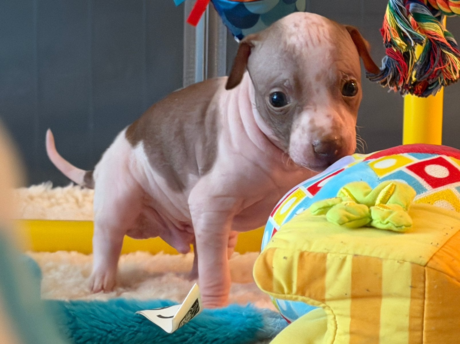 American hairless terrier / amerikaanse naakthond, Parvo, Overige rassen, 8 tot 15 weken, Meerdere