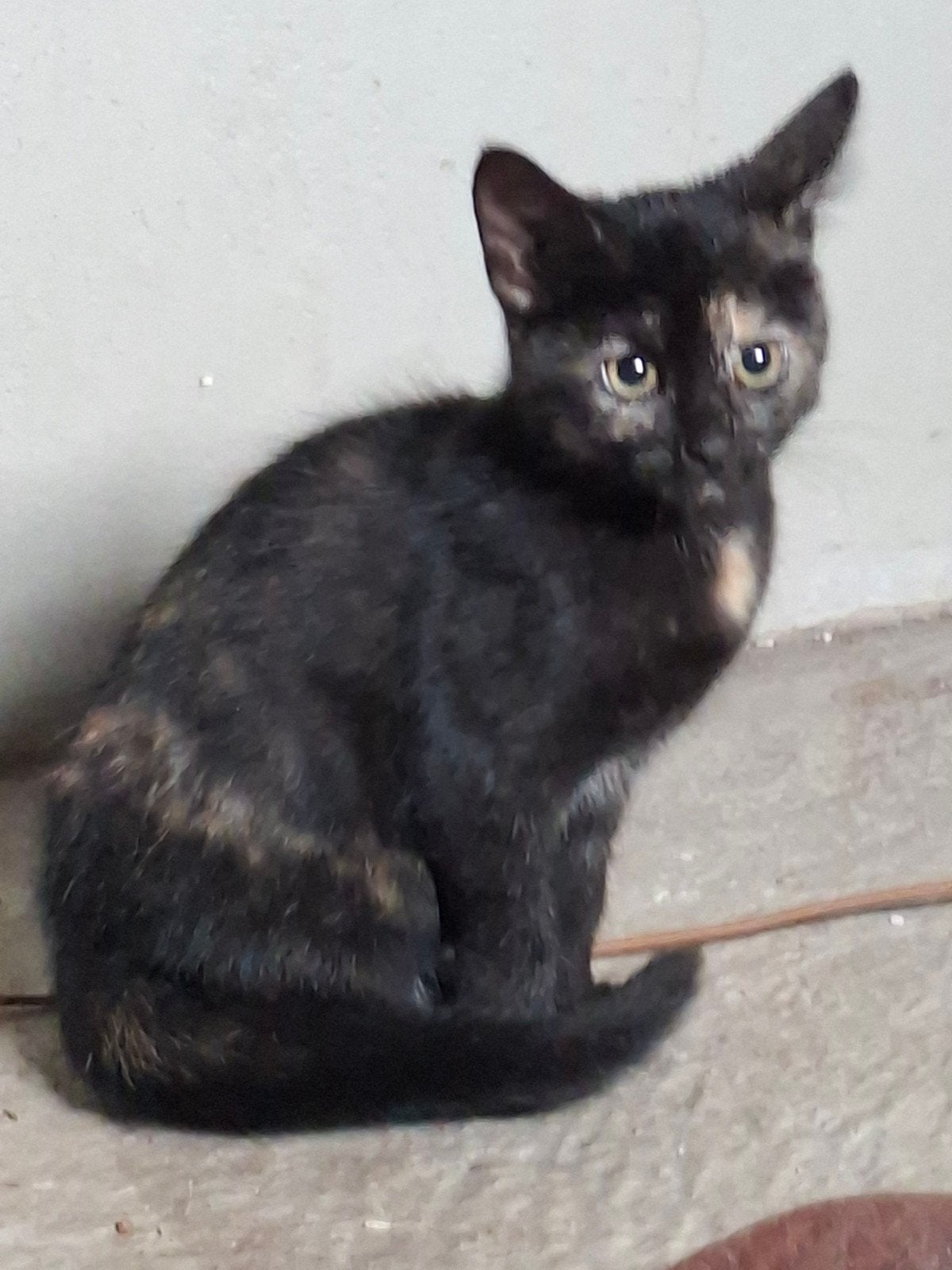 Nog 1 kitten (poesje) zoekt een baasje!, Meerdere dieren