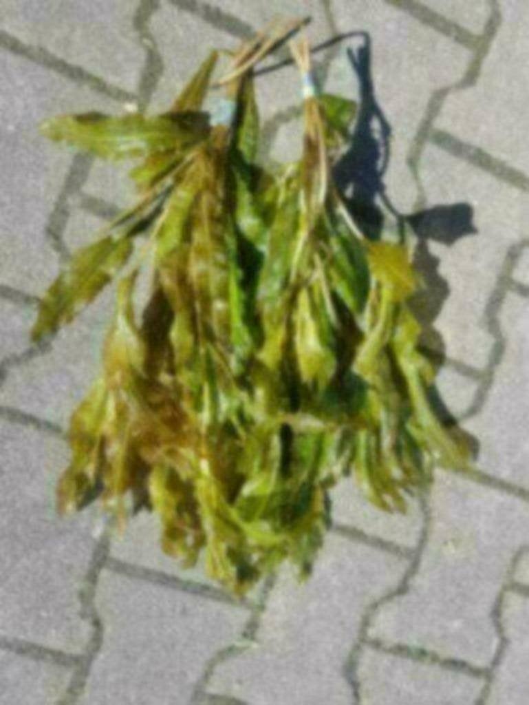 ACTIE, Vijverplanten, waterlelies, drijfplanten - Koidreams, Ophalen of Verzenden, Nieuw, Plant(en), Steen of Hout