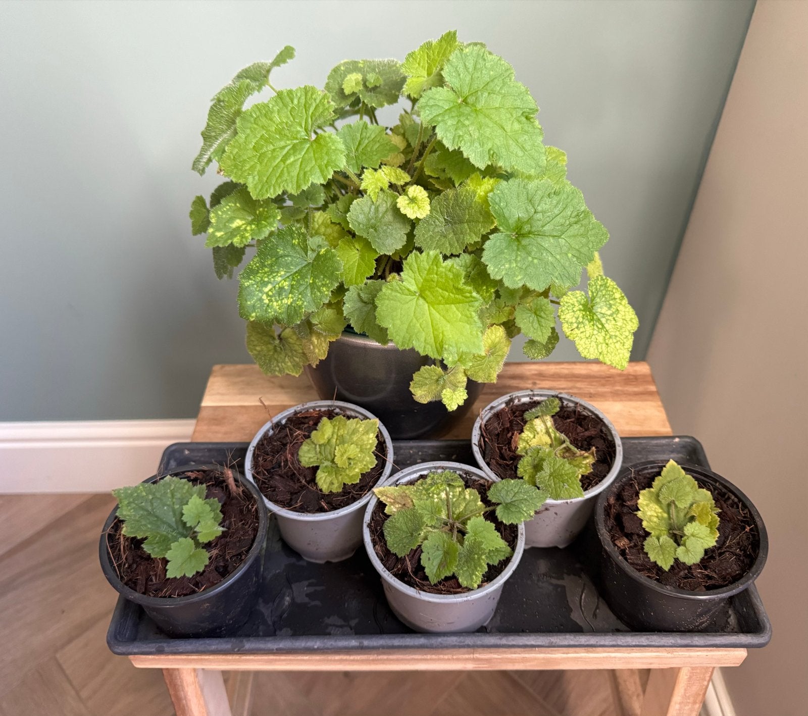 2 Stekjes Kindje-op-moeders-schoot (Tolmiea)-ook buitenplant, Ophalen, Halfschaduw, Minder dan 100 cm