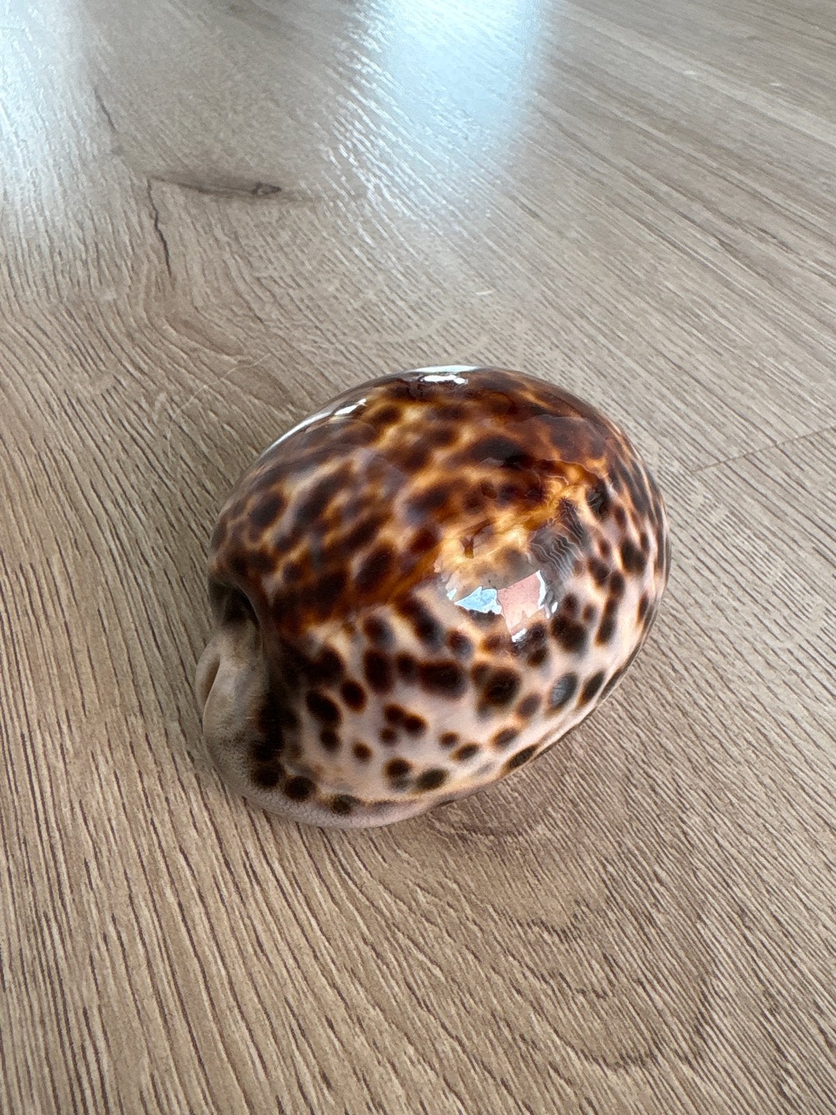 Mooie glanzende kauri schelp met luipaardprint, Ophalen, Zo goed als nieuw