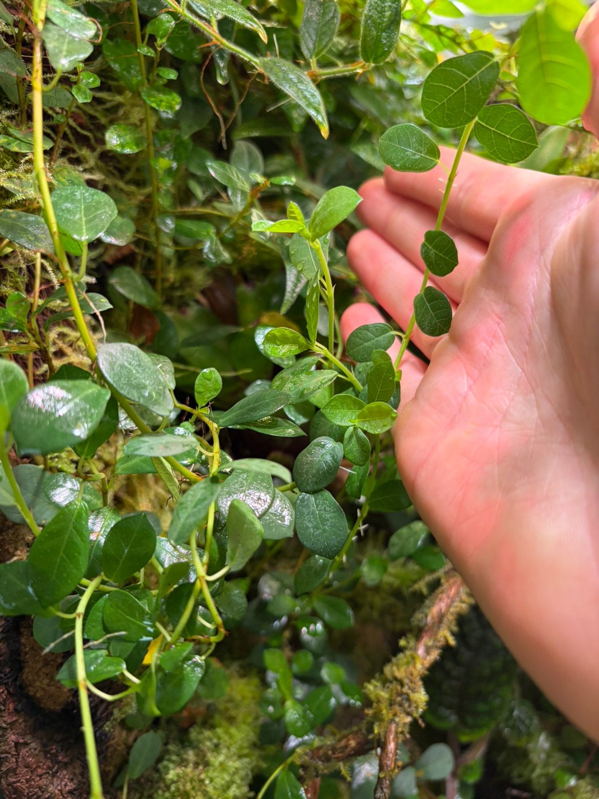 Ficus vaccinioides - stekken, Ophalen of Verzenden, Ficus, Halfschaduw, Minder dan 100 cm