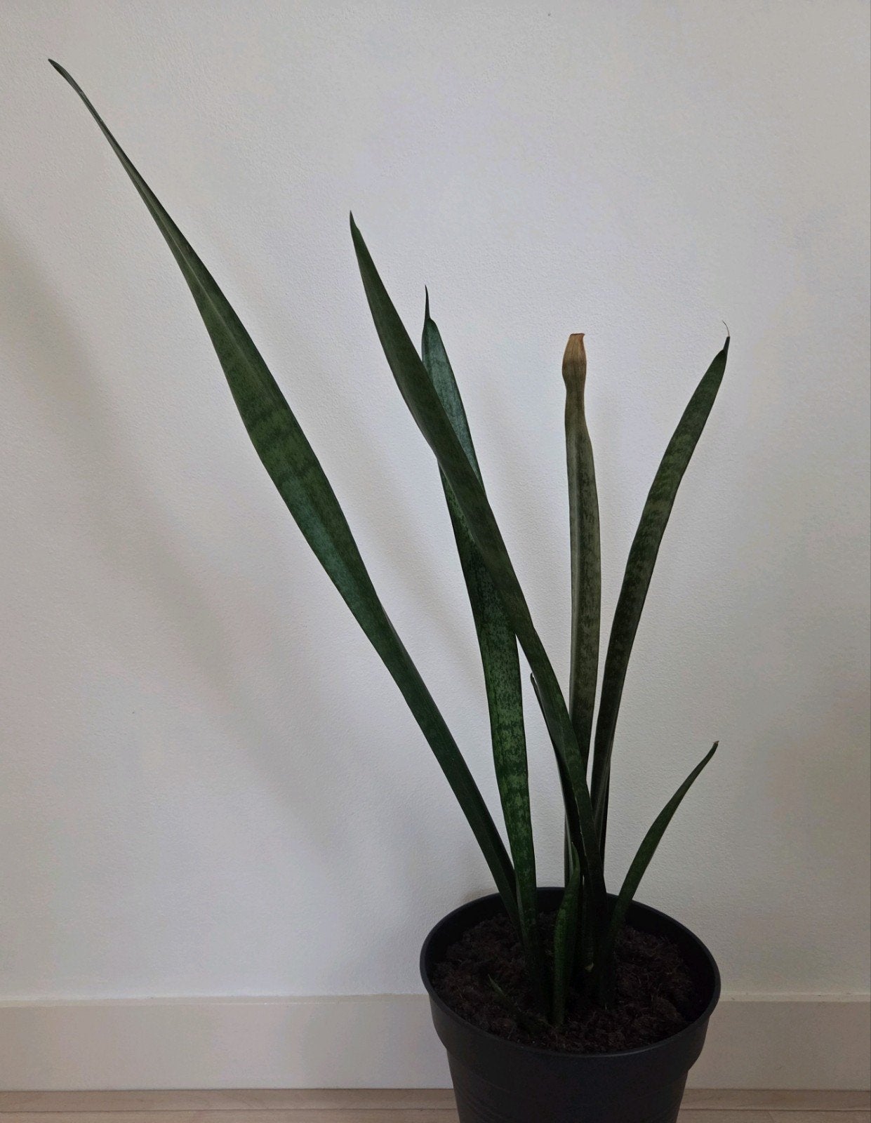 sansevieria vrouwentong plant kamerplant, Ophalen of Verzenden