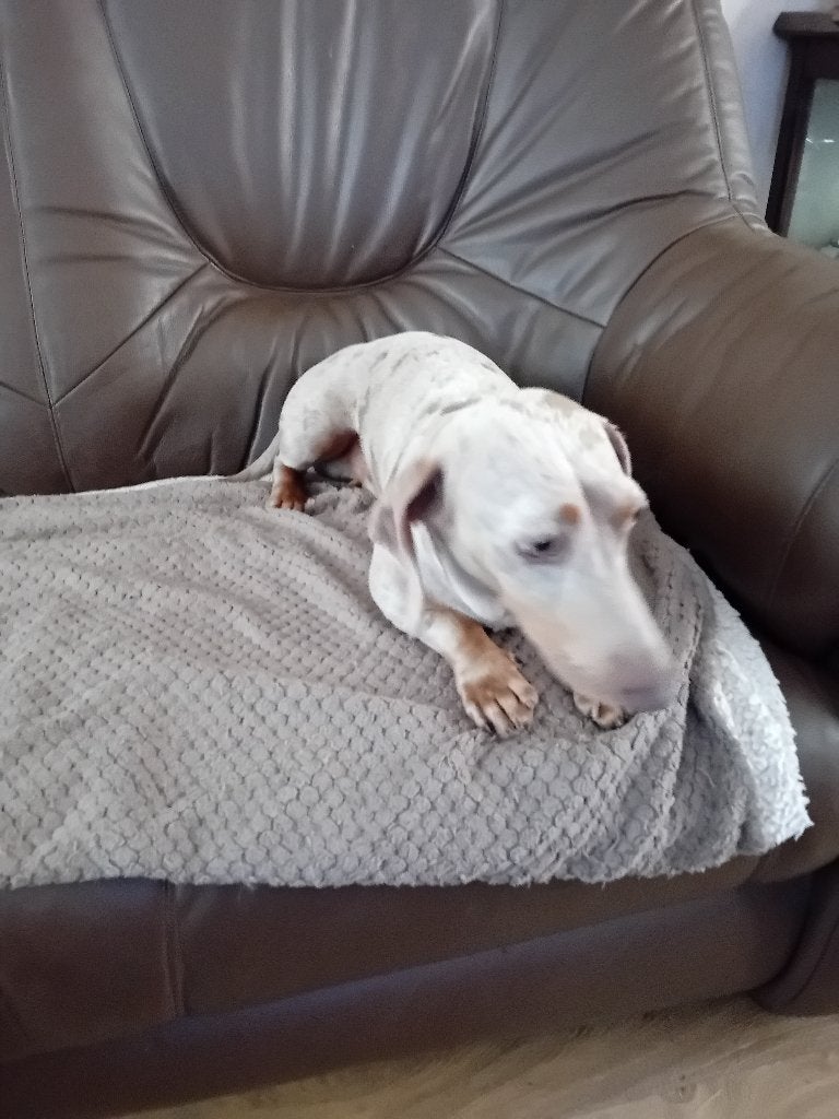 Tekoop dwerg teckel, Dieren en Toebehoren, Parvo, Reu, Korthaar, Dwerg