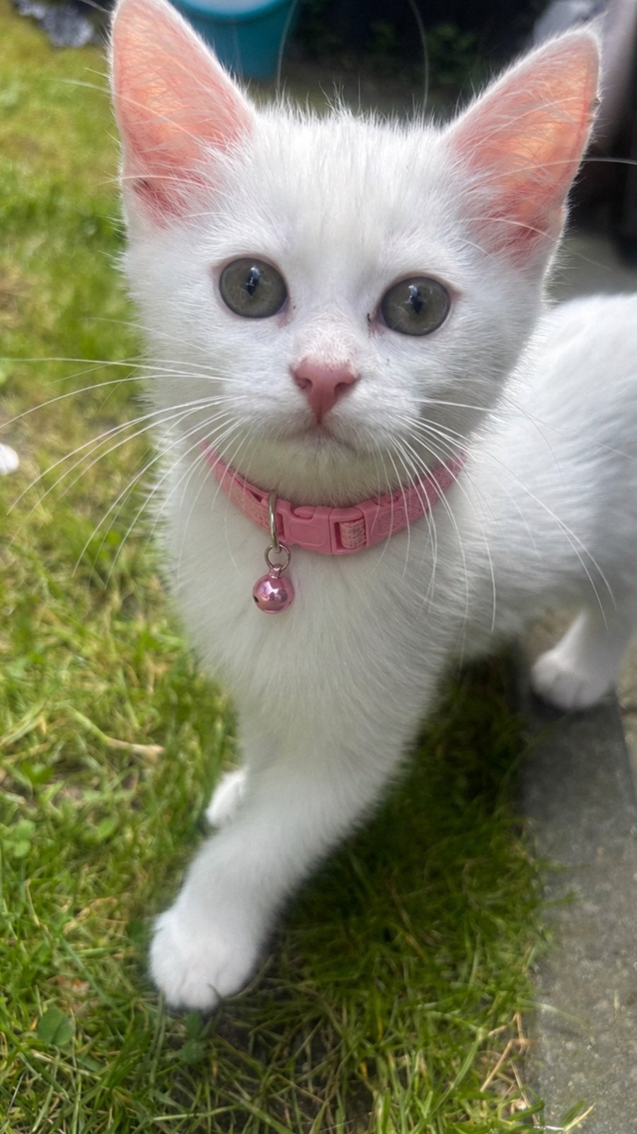 KITTEN te koop, Dieren en Toebehoren, Meerdere dieren