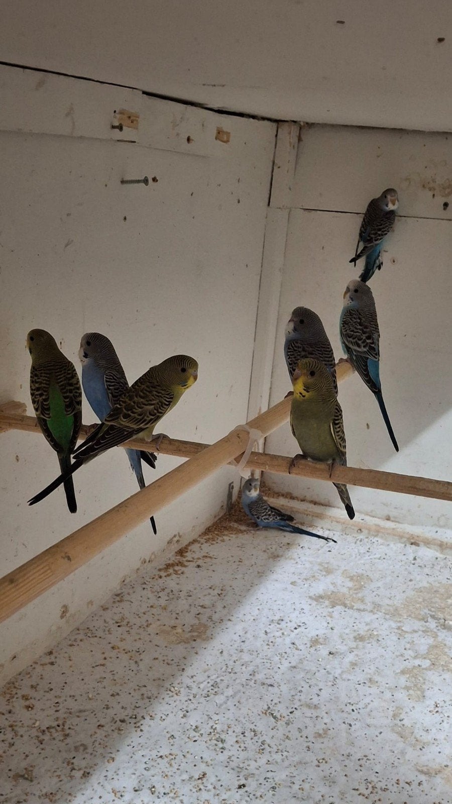 Te koop jonge split blackface parkieten., Dieren en Toebehoren, Vogels | Parkieten en Papegaaien, Meerdere dieren, Parkiet