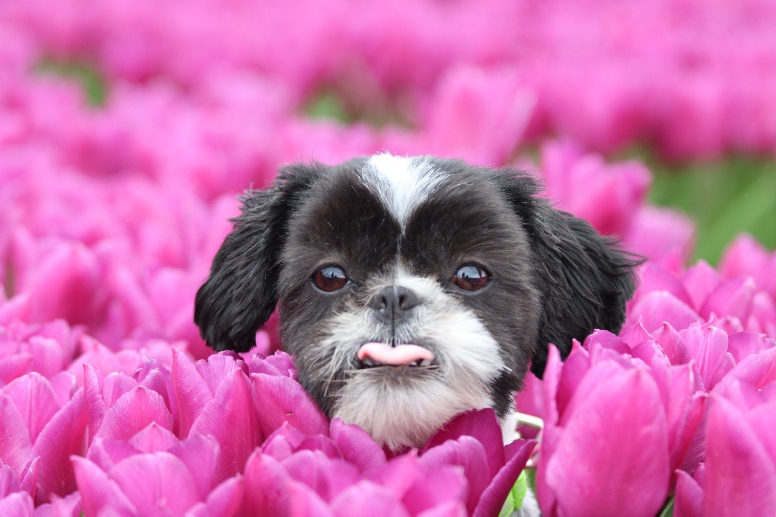 raszuivere ShiTzu teefje 1 jaar, 1 tot 2 jaar, Teef, Eén hond, CDV (hondenziekte)