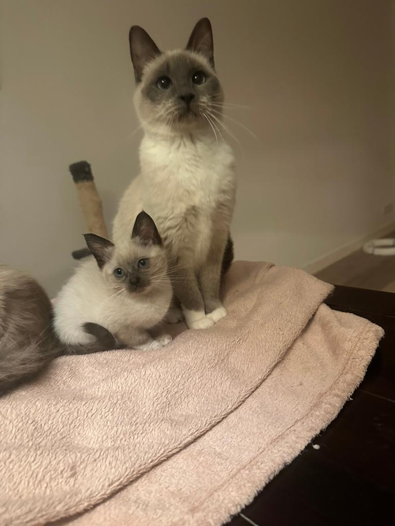 Ragdoll/Siamees, Poes