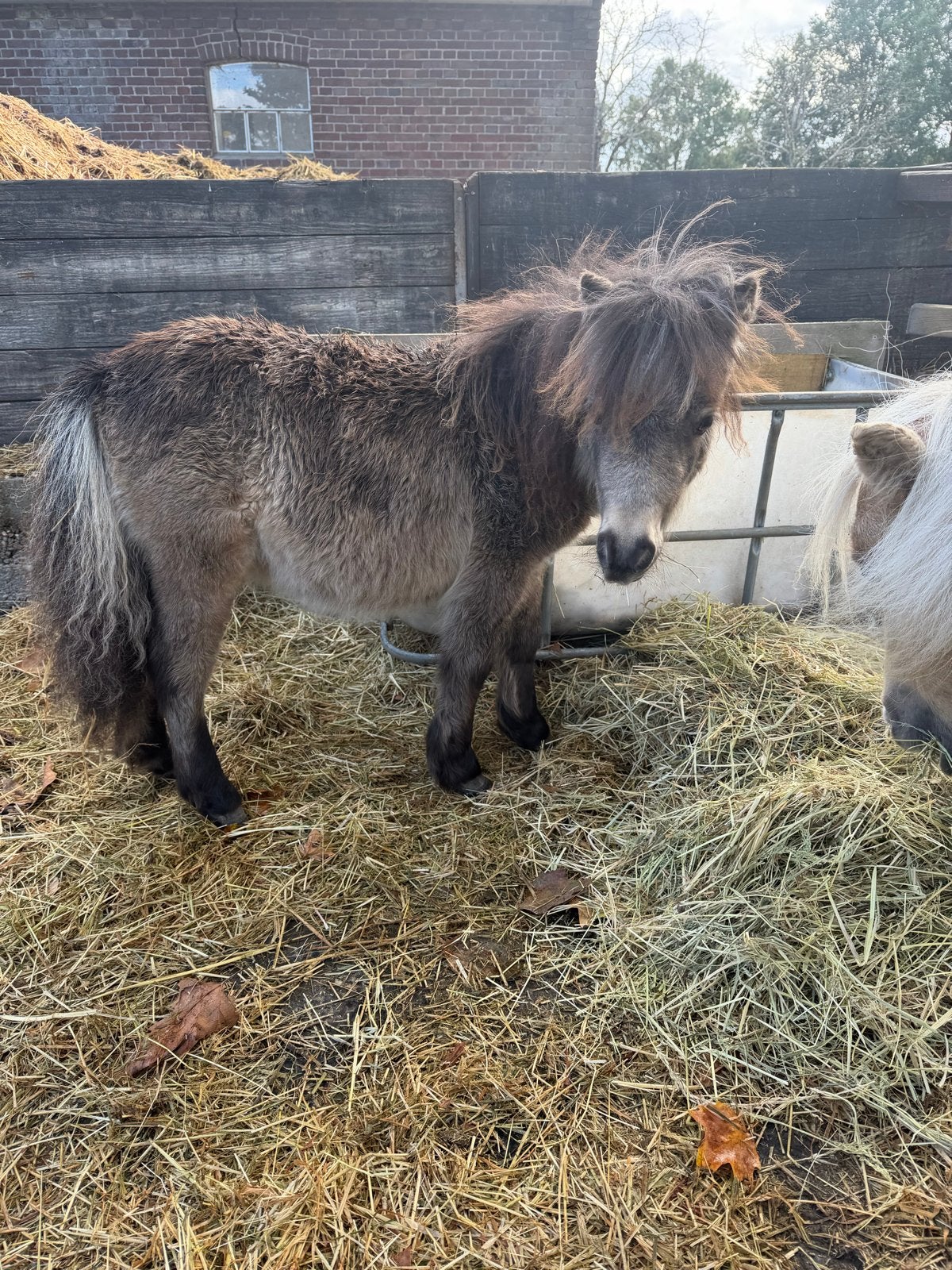 Mini shetlander merrie veulen, Merrie, Gechipt, 0 tot 2 jaar