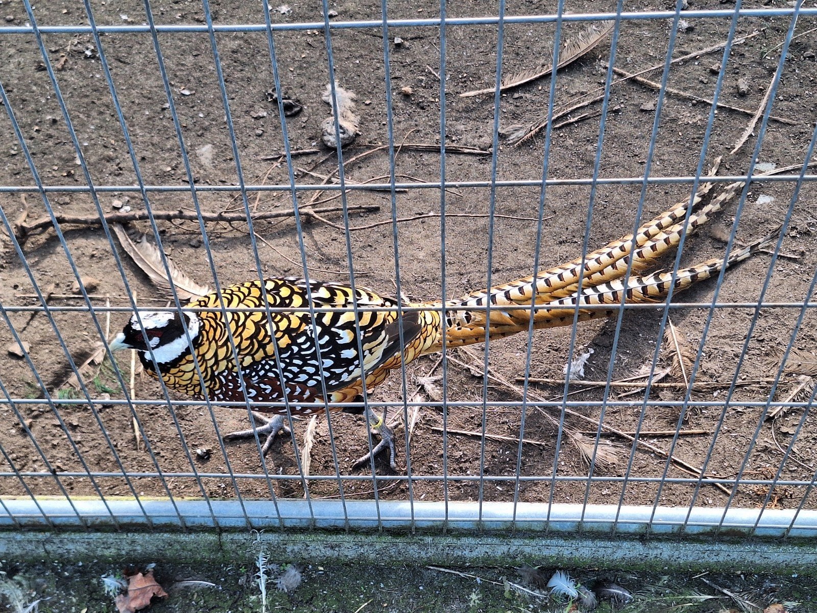 trio koningsfazanten, Dieren en Toebehoren, Meerdere dieren, Overige soorten