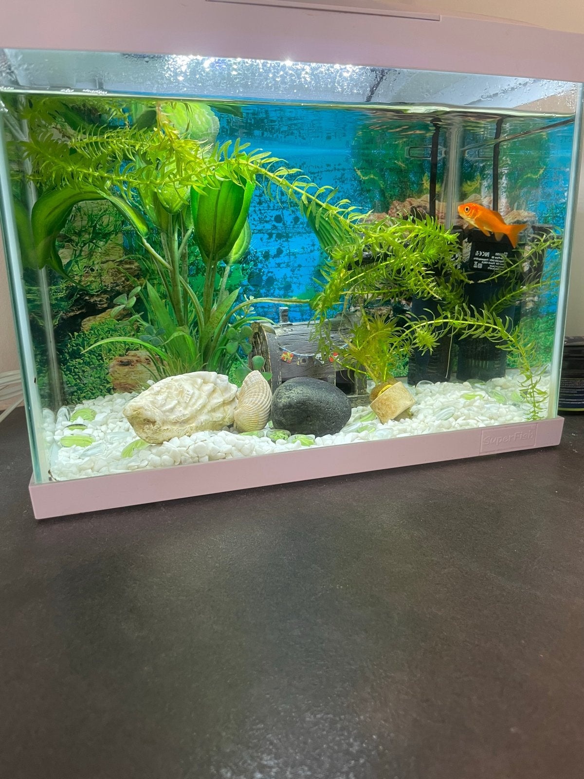 Compleet SuperFish Aquarium inclusief goudvis 'Jack', Ophalen, Zo goed als nieuw, Leeg aquarium