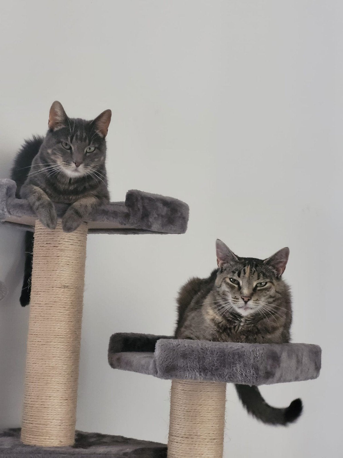 Warm huisje gezocht voor deze twee poezen, Dieren en Toebehoren, Katten en Kittens | Overige Katten, Poes