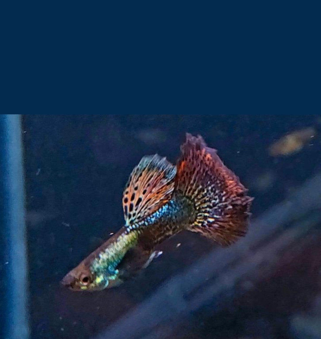 Platinum Dragon guppen, Vis
