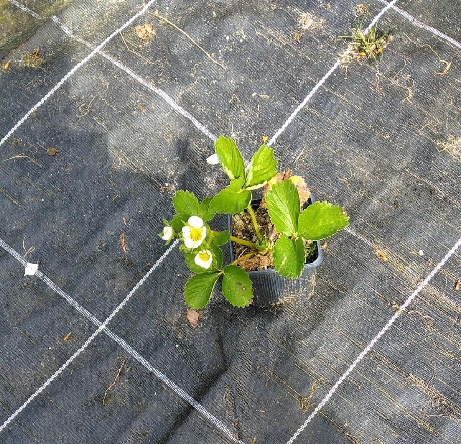Aardbeienplantjes, Tuin en Terras, Ophalen, Volle zon, Overige soorten, Minder dan 100 cm