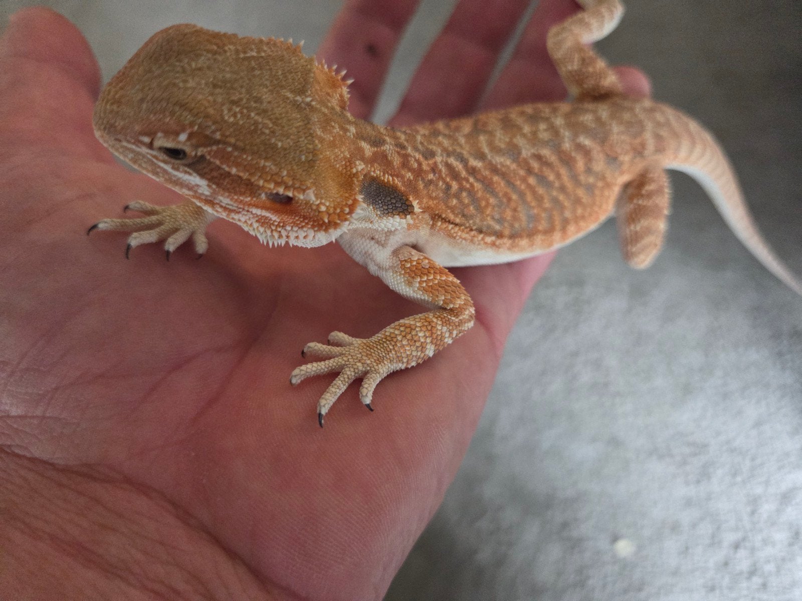 Baardagaam Pogona Vitticeps Orange/Red Leatherback Tiger Bearded Dragon photo 4