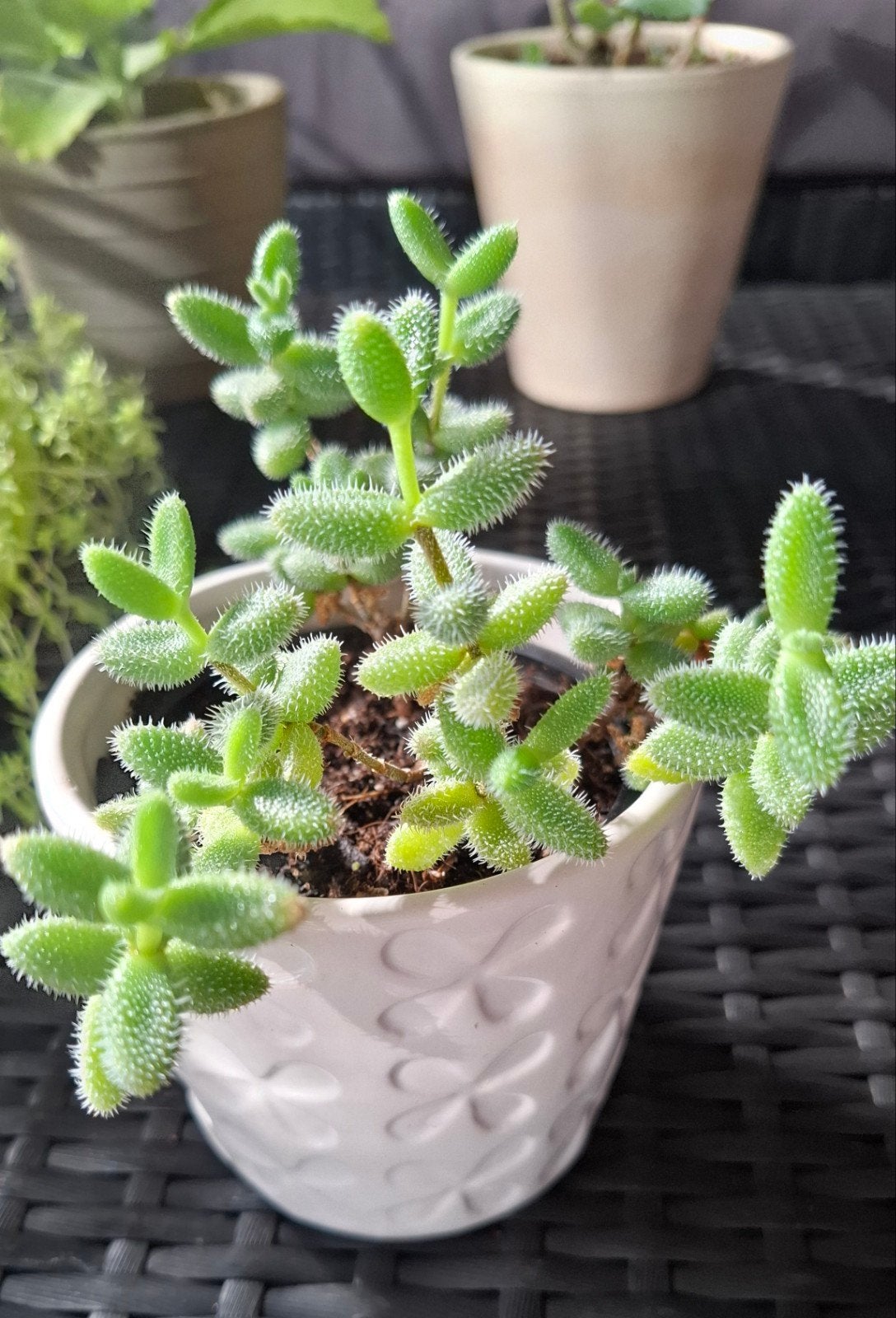 Stekjes van Augurkenplantje, zeldzame kamerplant, Ophalen, Cactus, Minder dan 100 cm, Volle zon