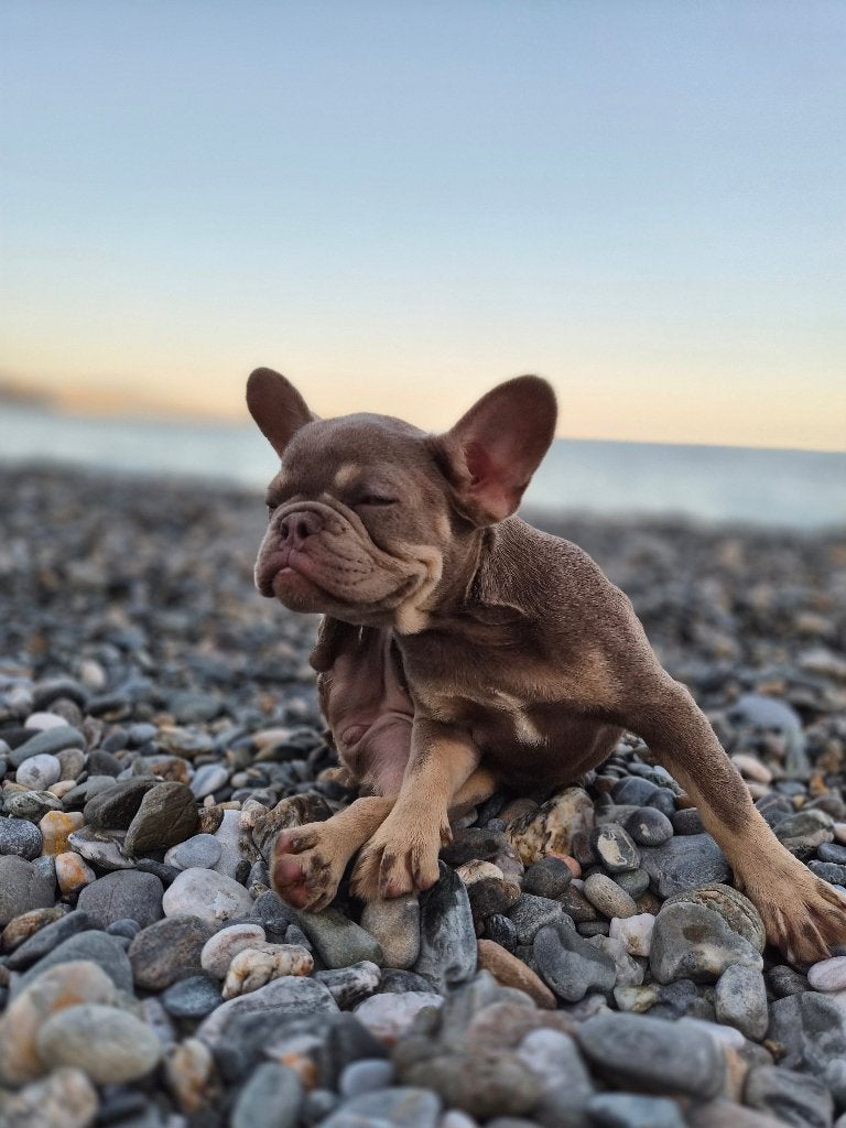 Isabelle tan franse bulldog, Dieren en Toebehoren, Honden | Bulldogs, Pinschers en Molossers, 8 tot 15 weken, Teef, Parvo, Bulldog