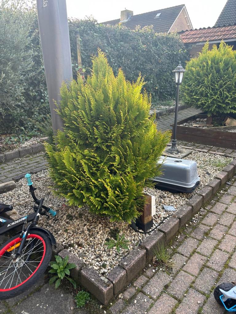 Mooie conifeer, Tuin en Terras, Volle zon, Vaste plant, Bloeit niet, Ophalen
