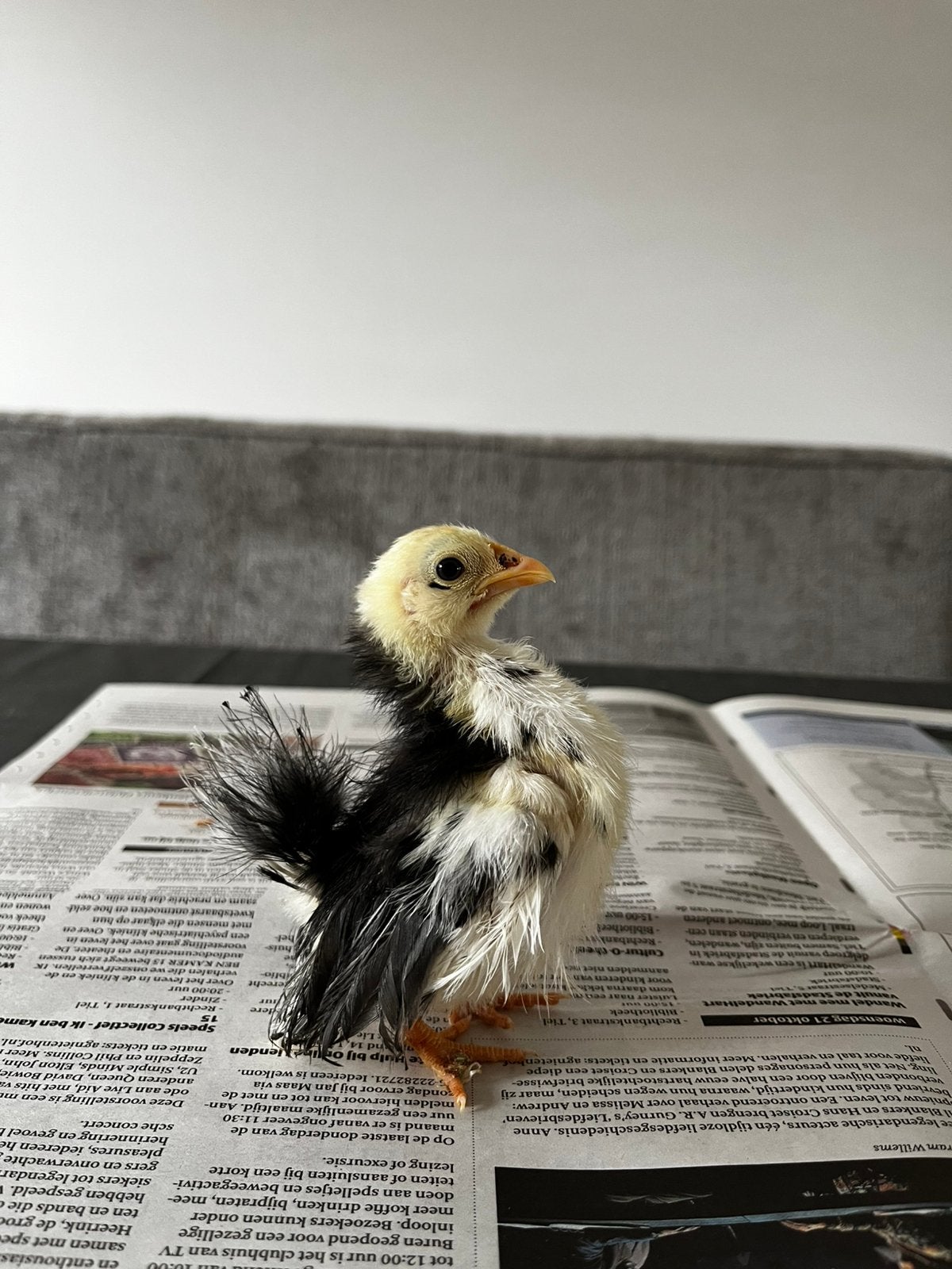 Ayam serama zijdeveer, Meerdere dieren, Kip