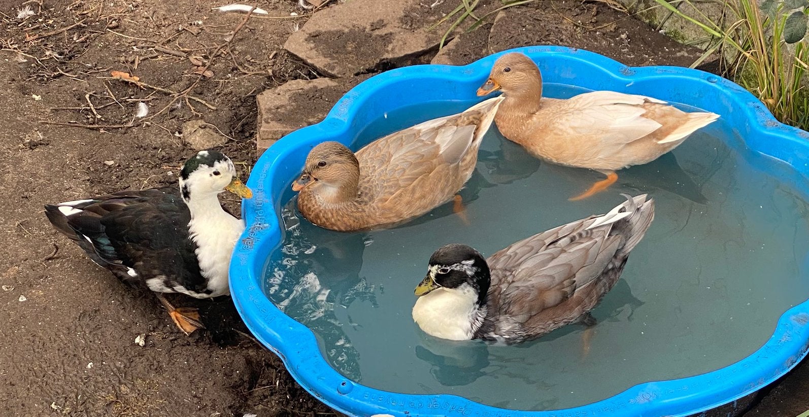 Hollandse kwakers, Dieren en Toebehoren, Meerdere dieren, Eend