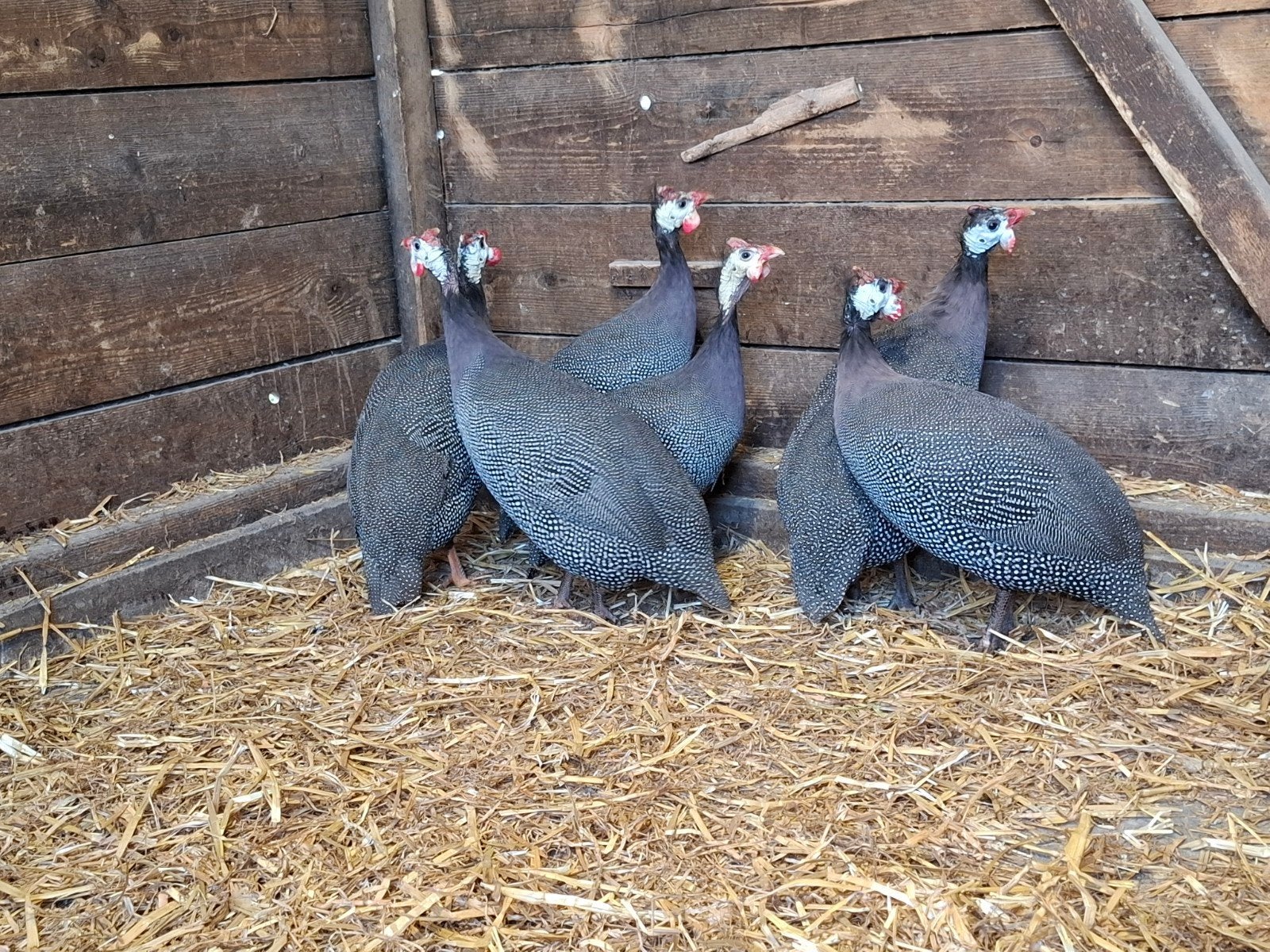 6 parelhoenders, Dieren en Toebehoren, Mannelijk, Kip