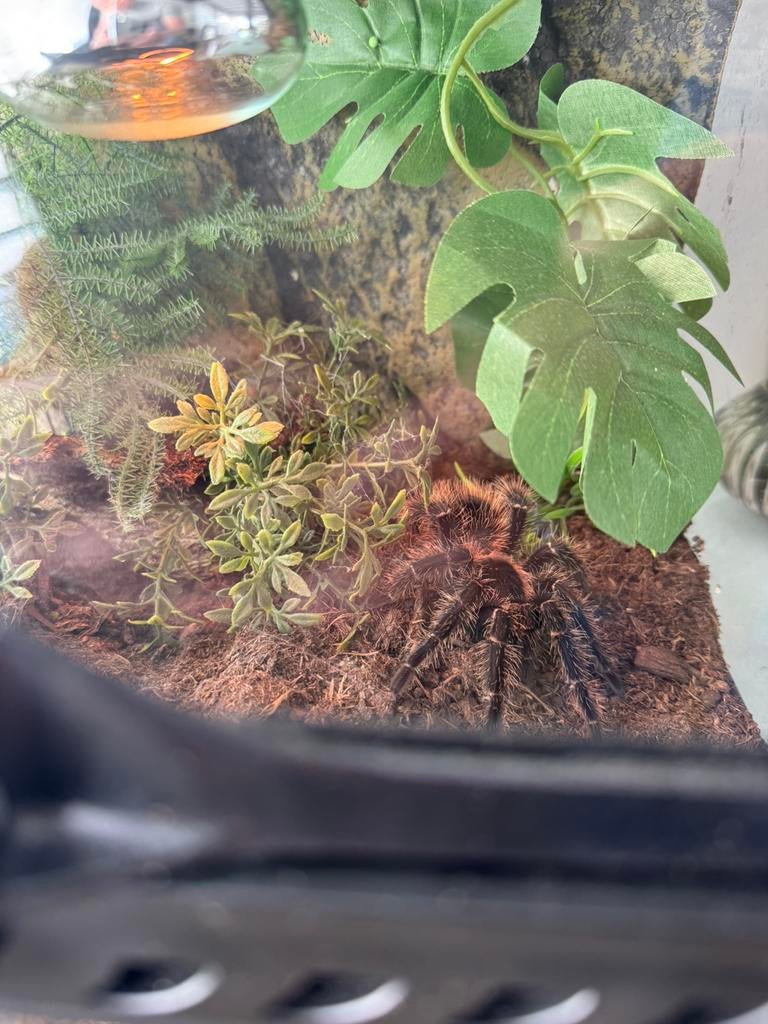 Lasiodora Parahybana met terrarium, Dieren en Toebehoren, Reptielen en Amfibieën | Toebehoren, Ophalen, Terrarium of Paludarium