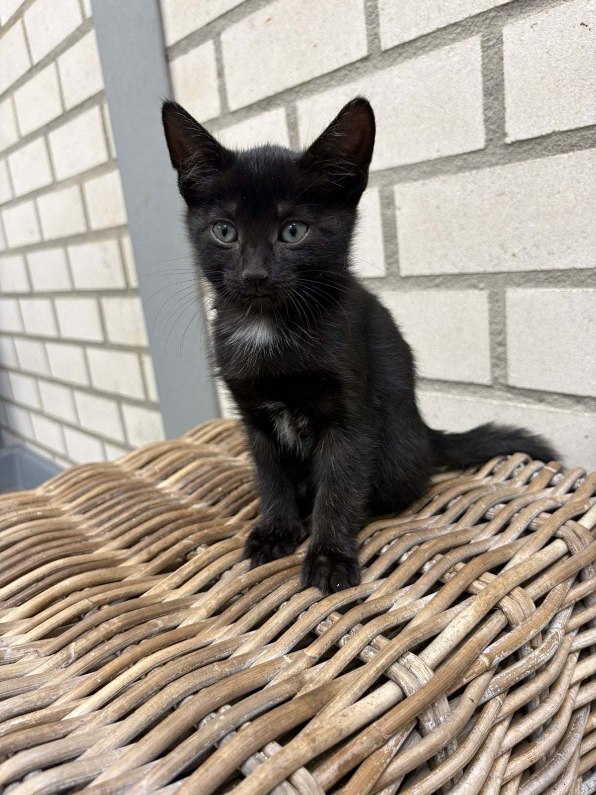 Kittens, Meerdere dieren, Ontwormd