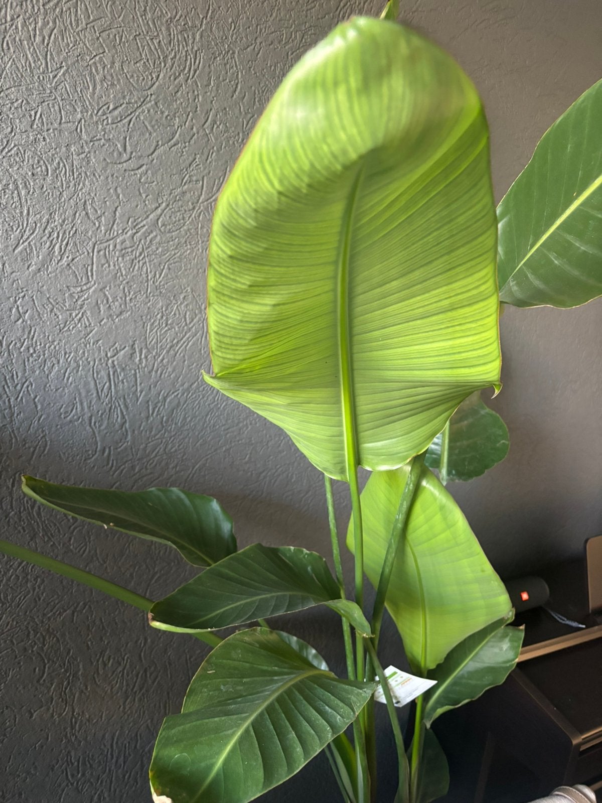 Strelitzia Nicolai – prachtige kamerplant!, Huis en Inrichting, Ophalen of Verzenden, Halfschaduw, 150 tot 200 cm